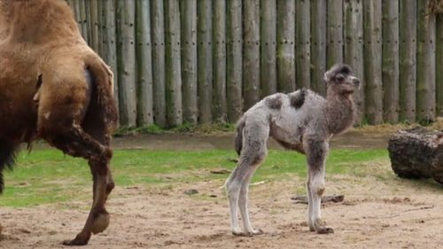 Both mum and Louis are doing well. (Blackpool Zoo)