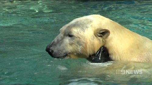 It will take Henry just over 18 months to acclimatise to Canada after leaving sunny Queensland.