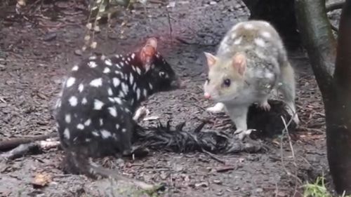 E﻿astern quolls have been reintroduced into mainland Australia more than 50 years after they were forced into extinction. 