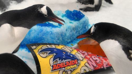Penguins attempt to predict the AFL Grand Final winner by picking between fish cakes emblazoned with Adelaide Crows and Richmond Tigers club colours.