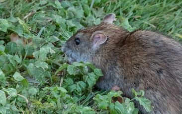 Close-up of the Common rat (Rattus norvegicus) with dark grey and brown fur in green grass. Wildlife scenery