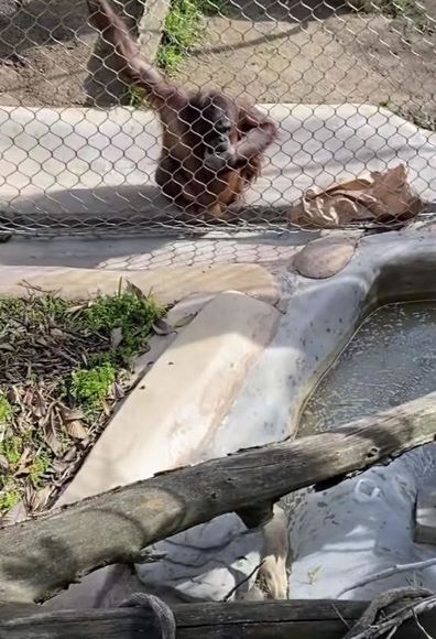 Orangutan at LA Zoo retrieves dropped baby bottle and drinks from it