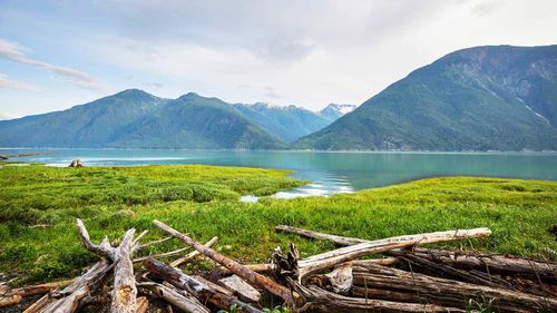 A grizzly bear has attacked a group on a school trip in Bella Coola, Canada.