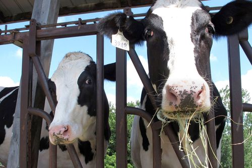 Cows at a dairy farm eat hay.