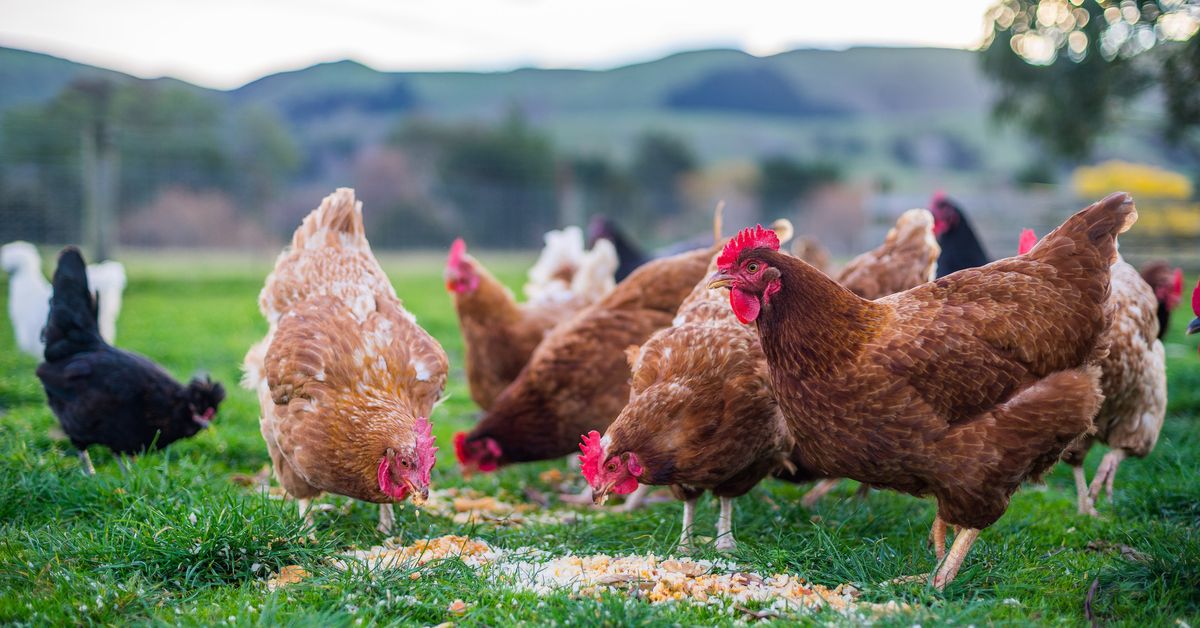 Third Victorian poultry farm detects ‘high’ strain of bird flu, enters quarantine