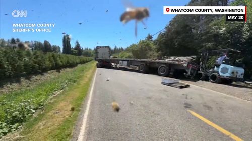 There was a buzz in the air on Friday (local time) in north-western Washington state as about 250 million honeybees escaped a commercial truck that overturned.The truck hauling an estimated 31,751 kilograms of honeybee hives rolled over around 4am close to the Canadian border near Lynden, the Whatcom County Sheriff's Office said in social media posts.