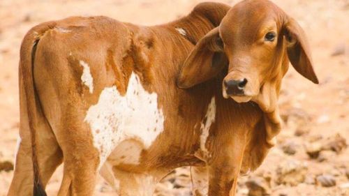 Australian map on its hide spares patriotic calf from the saleyards