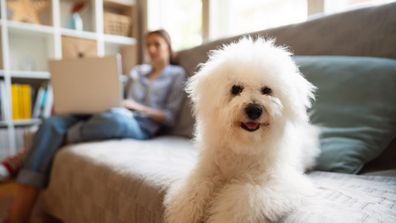 Cute Bichon Frise dog lying on a bed in the company of young woman using laptop