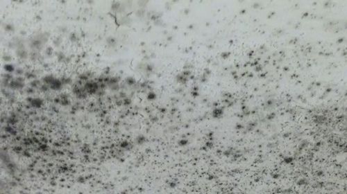 Issues in rental properties can include mould, which is hazardous to peoples' health.