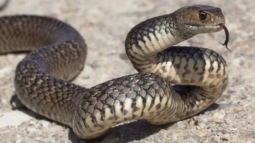 The young girl was bitten by a snake while on school property.