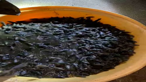 A giant homemade water trap on a farm near Dubbo, NSW.