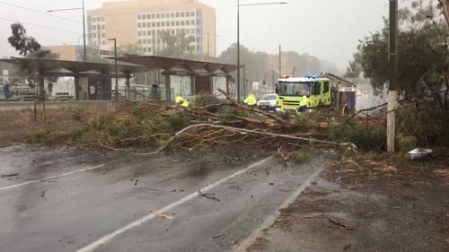 A tree down on Northbourne Avenue in Canberra's north.