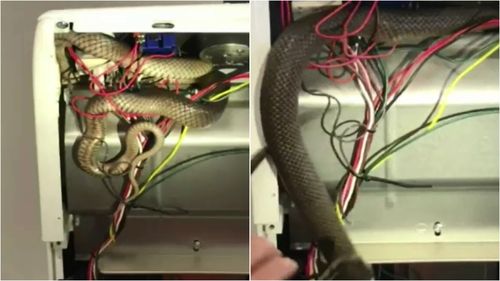 A woman was startled when a metre-long snake crawled past her and into the oven.