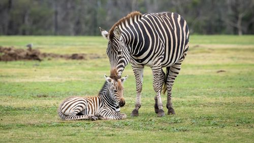 Werribee Open Range Zoo