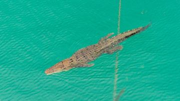 Three-metre crocodile sighted at Queensland beach 