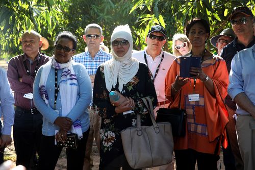 Delegates listen to a talk about mango farming research at Coastal Plains Research Farm. Picture: AAP 