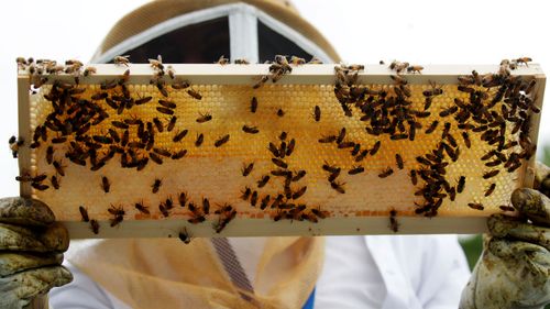 The new detections at Anna Bay, Heatherbrae, Williamtown, Mayfield and Lambton brings the total number of infested premises to 24, since Varroa mite was first identified during routine surveillance at the Port of Newcastle on 22 June.