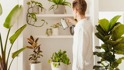 Should You Water Your Plants with Ice Cubes? - Our House Plants