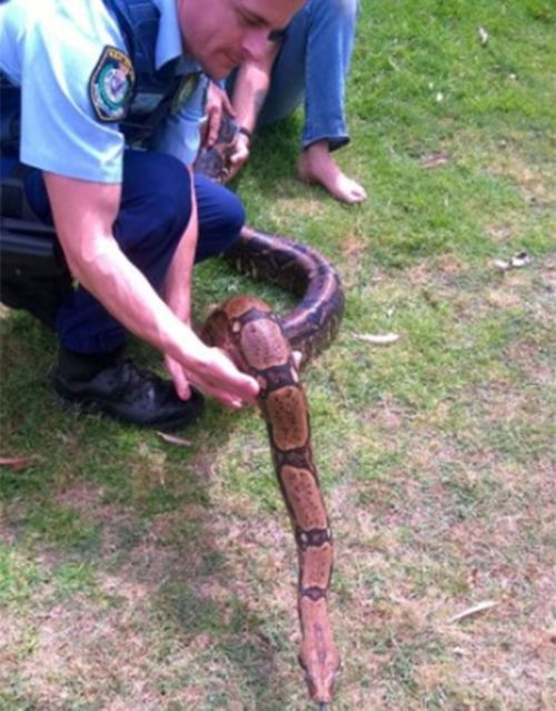 Snake seized after attacking NSW owner