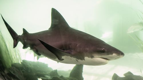 Bull sharks are known to be more aggressive than other species of shark.