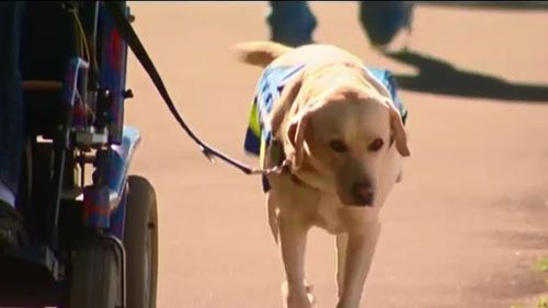 Landmark trial could see assistance dogs helping dementia patients