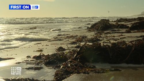 The nine-year-old dog ate a poisonous pufferfish washed up in seaweed at Seacliff and died within a hour of the trip.