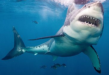 What is the great white shark's only natural predator?