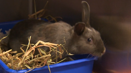 Hundreds of rabbits flooded the Lonsdale RSPCA in Adelaide after a breeding frenzy. 