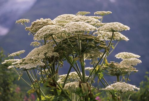 Hogweed is a wild invasive plant that has taken hold across North America. Picture: Getty