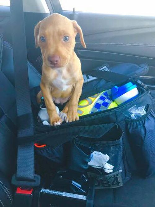 The seven-week-old puppy was found locked in a 65 degrees Celsius car. (NSW Police/Facebook)