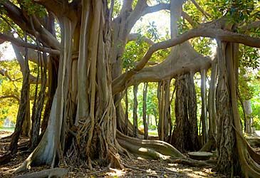 Which of the following terms best describes the Moreton Bay fig?