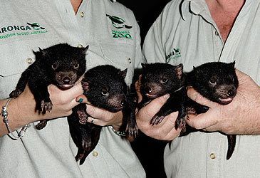 What is the conservation status of the Tasmanian devil?