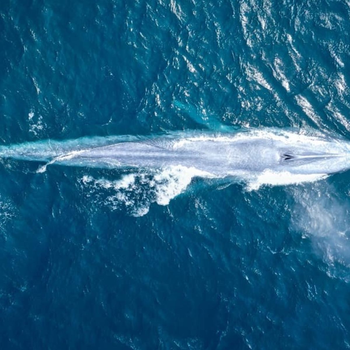 Blue whale spotted off Sydney coast in 'extremely rare' sighting