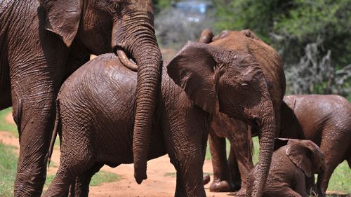 A group of elephants in Kenya. (AFP)