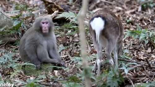 A still from footage of a male monkey attempting to have sex with female deer in Japan. (Supplied)