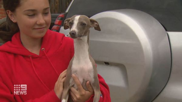 Dog Reunited With Family After Car Smashed Through Family Home