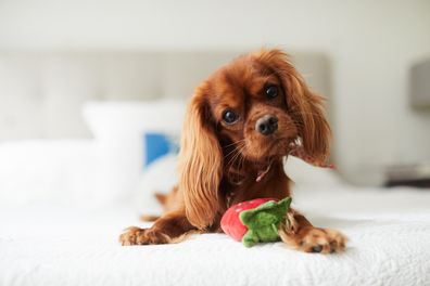 20 Tips to Puppy Proof Your Home - Vetwest Veterinary Clinics