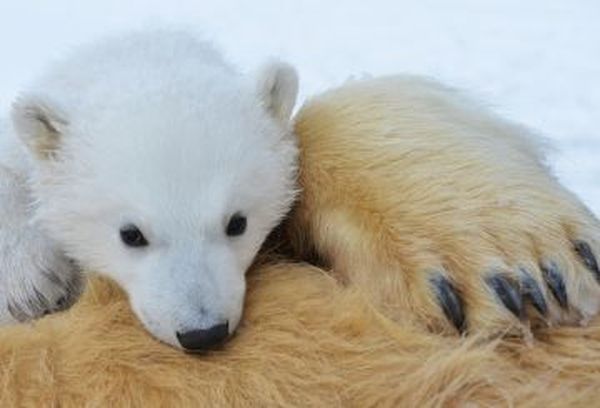 The Polar Bear Family and Me