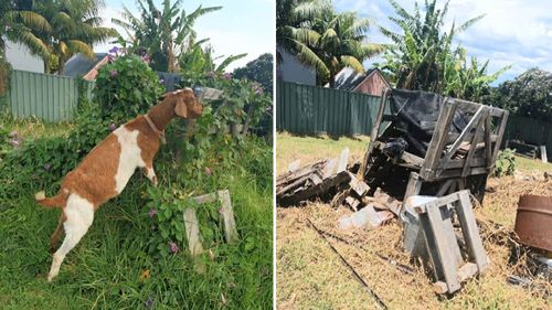 A before and after view of one property Denny Woods' goats had visited.
