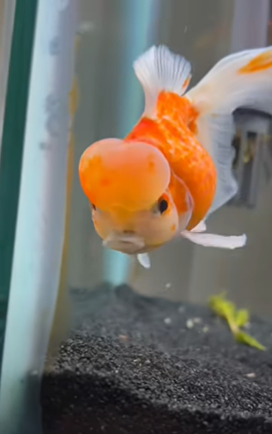 Clarence the goldfish.