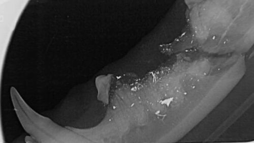X-rays revealed the extent of the four-year-old cat's injuries. (9NEWS)