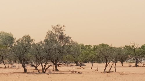 The dust storm rolls past a property between Wilcannia and Cobar.