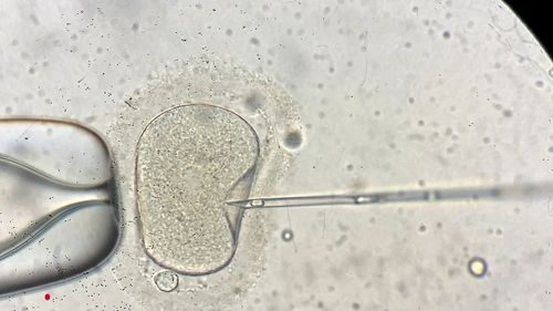 The fertility company who impregnated a Brisbane woman with the wrong embryo may face no formal penalty.