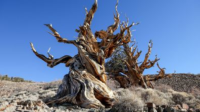A 4853-year-old Great Basin bristlecone pine tree known as Methuselah