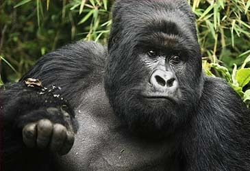 What term is used to describe adult male gorillas?