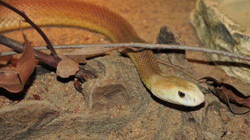 A Coastal Taipan, similar to the snake that bit Eli.