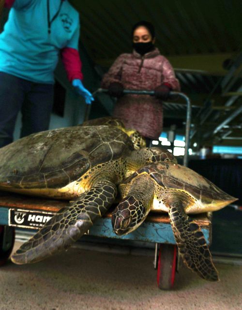 A volunteer gently transports cold stunned sea turtles.