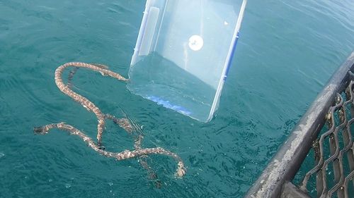 Found washed up on a Pottsville Beach over a week ago, the mother and her five newly birthed offspring were rushed across the border to SeaWorld Hospital on the Gold Coast. 