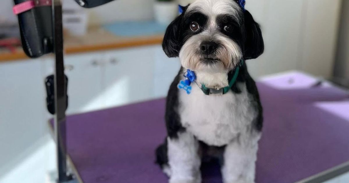 The simple at-home step that will make your dog's visit to the groomers more successful