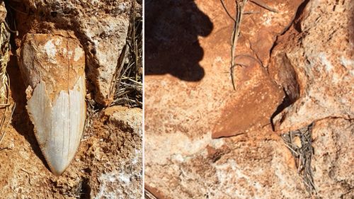 Prehistoric Megalodon tooth stolen from secret WA spot still missing